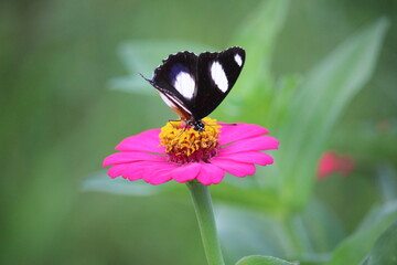 close up of a black and white butterfly sucking honey juice from a pink paper flower