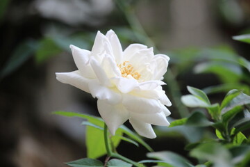 close up of white roses with a blurred background, in front of the terrace of the house