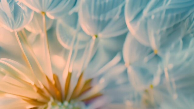 close up of a flower. 4k video animation