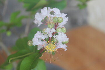 Close up White crepe myrtle  or lagerstroemia indica L. Flower blooming with blurred background
