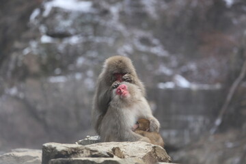 wild  Snow Monkey in spring