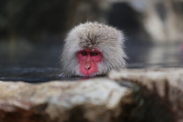 Snow monkey taking a bath