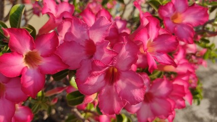 pink flowers