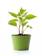 Young green plant with leaves growing in pot isolated on white background created with Generative AI Technology