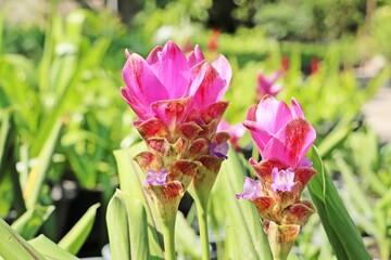 close up of Siam Tulip or Summer Tulip (Curcuma alismatifolia)