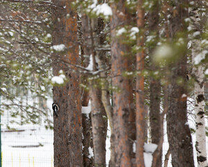 a woodpecker on a pine branch in a park in Noyabrsk in summer