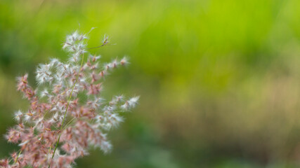 Rose Natal grass (Melinis repens) is showcased in all its splendor. Its slender, rose-colored...