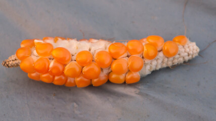 The devastating effects of stunt disease on corn crops are laid bare.