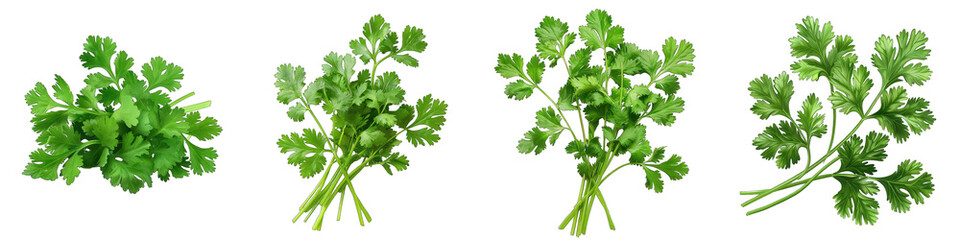 coriander  Hyperrealistic Highly Detailed Isolated On Transparent Background Png File - obrazy, fototapety, plakaty