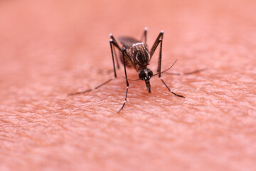 A mosquito that carries dengue fever and Zika virus is sucking blood on a person's skin.