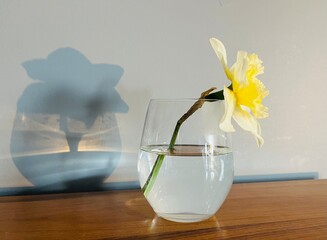 Flower in a glass daffodil narcissus refraction shadow water air optics physics phenomenon...