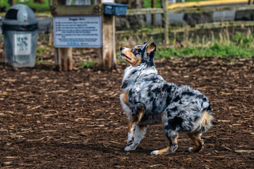 2023-03-04 A AUSTRALIAN SHEPARD READY TO JUMP WITH A FOCUSED LOOK IN ITS FACE AT MARYMOOR OFF LEASH...