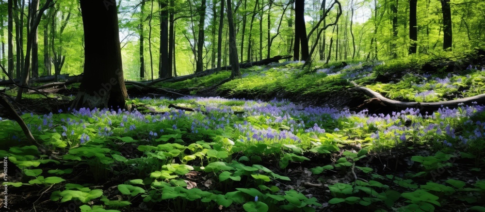 Poster a densely packed forest filled with a variety of vibrant green trees, creating a lush and thriving e