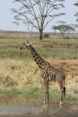Giraffe at a watering hole