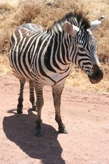 Fototapeta na wymiar Up close with a zebra