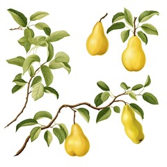 Floral Pears: Nature's Elegant Abundance

