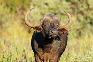 Portrait of an African or Cape buffalo (Syncerus caffer), Mokala National Park, South Africa.