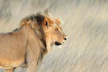 Portrait of a big male African lion (Panthera leo), Kalahari desert, South Africa.