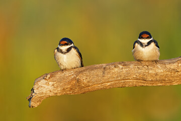 Two white-throated swallows (Hirundo albigularis) perched on a branch, South Africa.