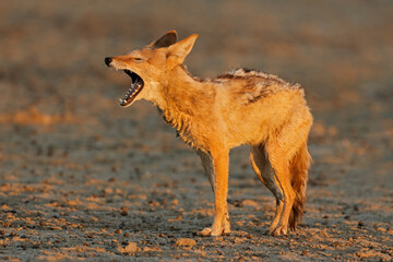 Black-backed jackal (Canis mesomelas) yawning in early morning light, Kalahari desert, South Africa.