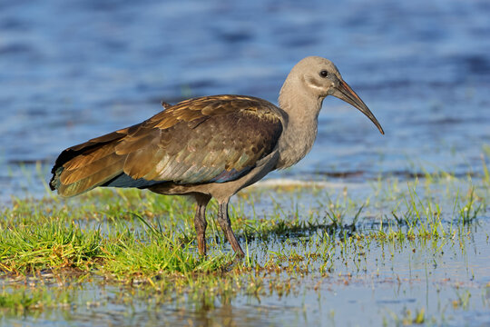 A hadeda ibis (Bostrychia hagedash) foraging in natural habitat, South Africa.