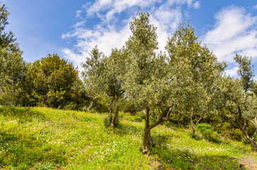 Fototapeta premium Chamomile flowers and olive trees in Kucuk Kumla valley near Gemlik (Bursa, Turkey)