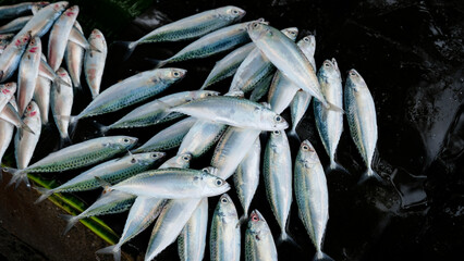 Neatly organised fresh silver fish on banana leaves being sold by fishermen on streets of Dili,...