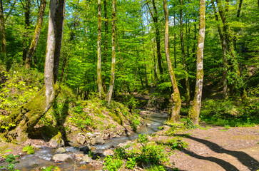 scenic mountain stream in spring forest on Yalova peninsula near Termal, Turkey