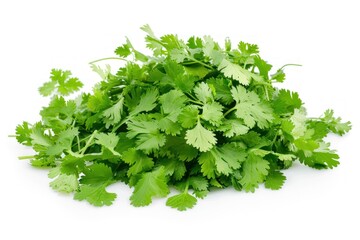 Fototapeta premium A bunch of fresh green cilantro leaves. The leaves are piled on top of each other. The pile is on a white background