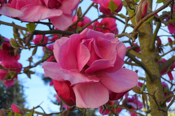 Felix Jury Magnolia flowering tree. Beautiful magnolia giant flowers against house and blue sky...