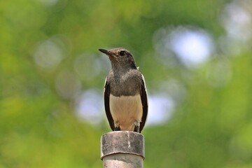 Oriental magpie-robin (Copsychus saularis) in a park