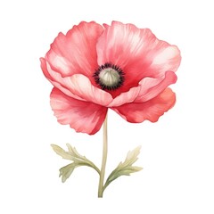 Poppy flower watercolor illustration. Floral blooming blossom painting on white background