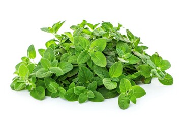 Fototapeta premium A bunch of oregano are piled on top of each other. Concept of using fresh herbs for cooking