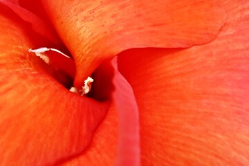 Close up of a red canna lily blossom