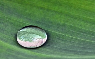 close up of a rain drop on a Canna Lily leaf