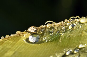 close up of rain drops on a Canna Lily leaf