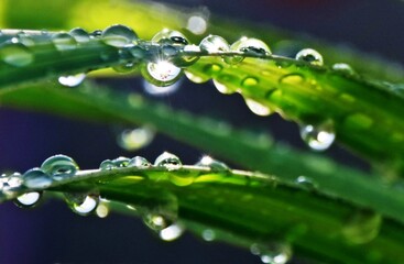 close up of rain drops on a Canna Lily leaf