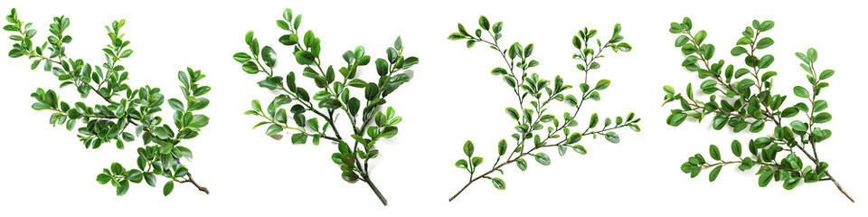 Green boxwood branch  Hyperrealistic Highly Detailed Isolated On Transparent Background Png File - obrazy, fototapety, plakaty