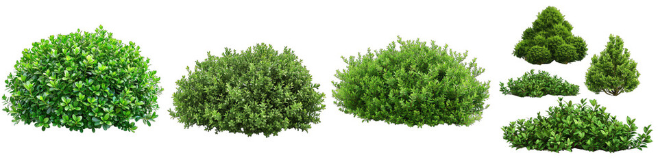 Green garden bushes  Hyperrealistic Highly Detailed Isolated On Transparent Background Png File