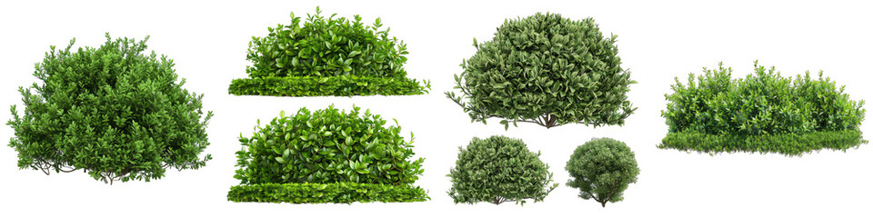 green garden bushes  Hyperrealistic Highly Detailed Isolated On Transparent Background Png File