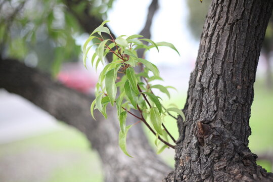 Leaves On Bendy Tree