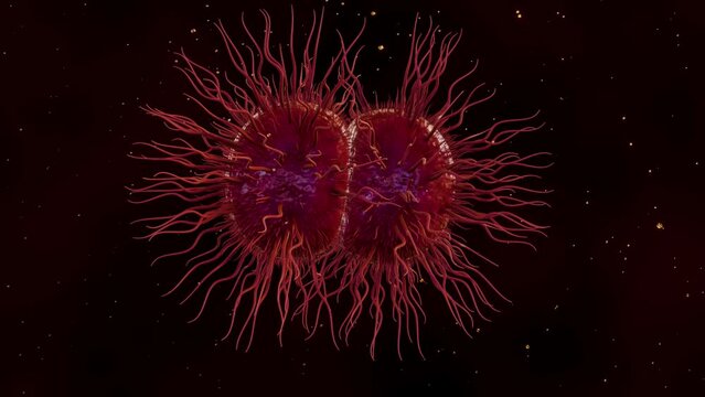 3d animation of Neisseria gonorrhoeae bacterium. Gonorrhea is a sexually transmitted infection