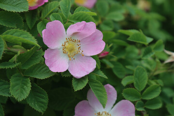 Rosehip flower in the garden.