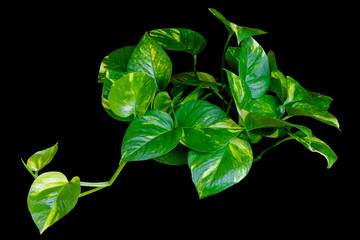 Epipremnum aureum (golden pothos) purifies air vining plant with heart-shaped leaves plant isolated...