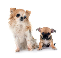 puppy and adult chihuahua in studio