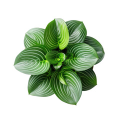 a houseplant, top view, for design or decoration, isolated on a transparent background. (PNG, cutout, or clipping path.)	
