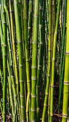 A closeup of bamboo stalks in the colors green and yellow. AI generated illustration.
