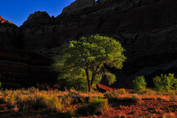 Dawn on a cottonwood tree near The Castle, Capitol Reef National Park, Utah, Southwest USA.