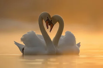 Fototapete Rund Serene embrace: two swans in love, a graceful display of adoration and unity in the swanst's affectionate bond, a symbol of tranquility and everlasting companionship in the natural world. © Ruslan Batiuk