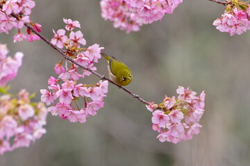 メジロと河津桜